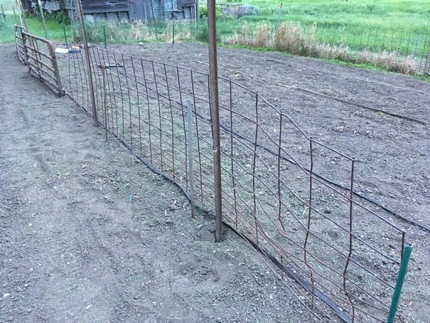 Hog panel and cattle panels set up for cucumbers and tomatoes