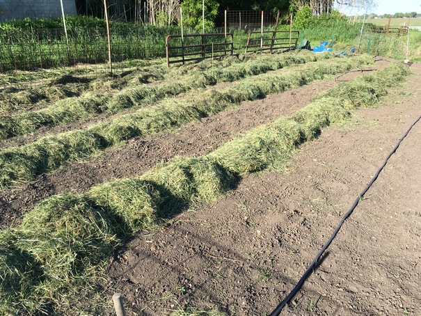 soaker hoses now covered with cut grass as mulch