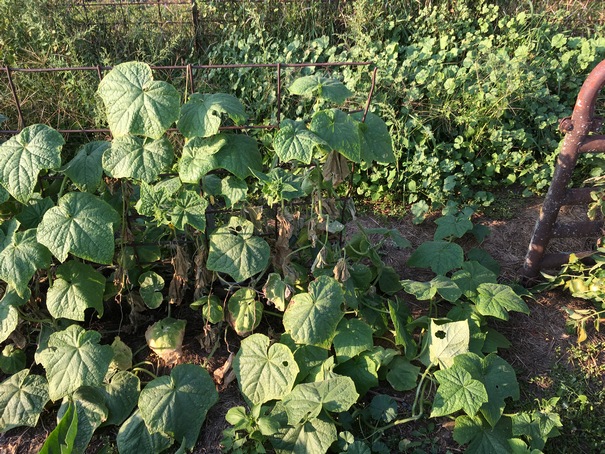 cucumber plant wilting in the middle from disease