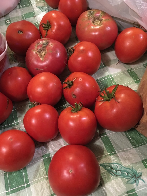 garden-fresh tomatoes